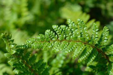 Japanese Lace Fern Jade