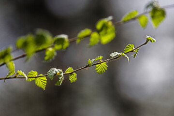 spring leaves on tree