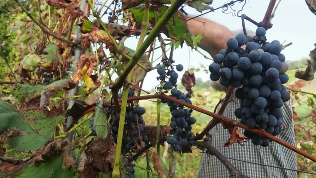caucasian senior farmer harvesting organic grapes in wine farm in central Italy