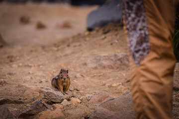 squirrel in front of a human