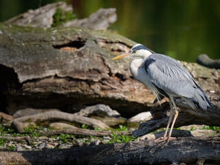 A grey heron standing near a pond