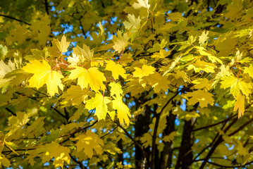 Autumn background-yellow maple leaves in the city Park
