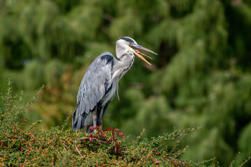 Side view of a gray heron standing on a green hilltop against a green background