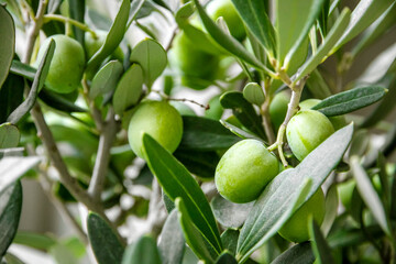 Olive branch closeup view