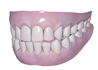 Dentatura umana superiore e inferiore