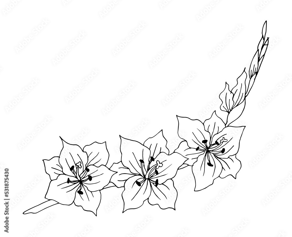 Wall mural set of hand drawn flower gladiolus and leaves. isolated vector. black outline plant on white backgro