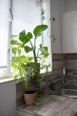 Contemporary kitchen with white cabinets, bright sunlight from the window, simple and minimalistic design.