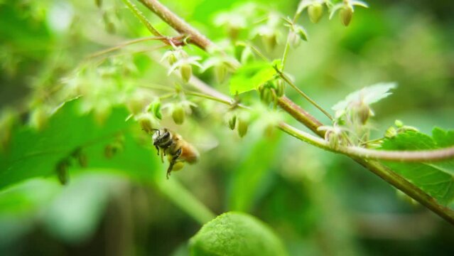 Slow motion Close up honey bee collecting pollen on flower outdoor