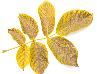 autumn walnut leaves on white background - Powered by Adobe