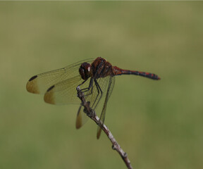 dragonfly on a branch