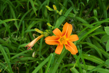 Obraz premium 1 orange flower in the leafage of Hemerocallis fulva in mid June