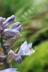 Close-up of beautiful lilac Hosta plantaginea flower in the garden. Hosta (funkie, autumn lily) cultivar var. Frances William, focus on petals, natural background