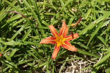 Simple orange flower in the leafage of Hemerocallis fulva in July