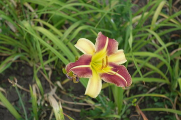 One pale yellow and red flower of Hemerocallis fulva in mid July