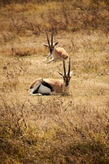 Vertical shot of Thomson's gazelles laying on a safari field © Ram147/Wirestock Creators