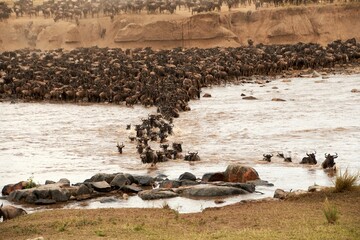 Blue wildebeest antelopes crossing the river © Ram147/Wirestock Creators