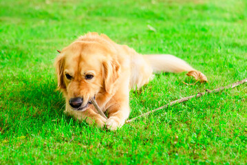 Golden Labrador dog playing with a piece of wood at summer green park.