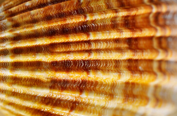 Orange seashell macro