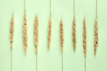 Dry reed grass on light green background, eight yellow parallel dry grass flat lay top view....