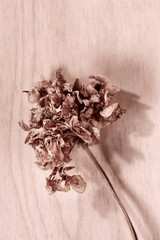 Dry flower studio shot