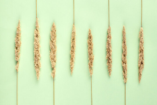 Dry reed grass on light green background, eight yellow parallel dry grass flat lay top view. Minimalistic ecological nature concept with minimal dry grass, flat lay stem lines