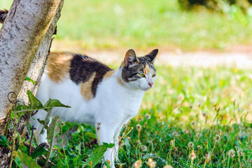 White and yellow pregnant domestic cat standing in a grass and looking to the right side.Summer day.