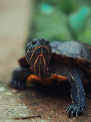 Closeup of a yellow-bellied slider standing and looking as its extending its head