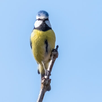 Blue Tit on a branch of a catalpa tree.