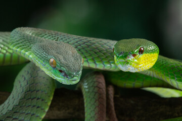 Close up of two green snakes, white lipped pit viper Trimeresurus albolabris and white lipped Island pit viper Trimeresurus insularis together on a branch 