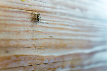 Spider on the wood wall