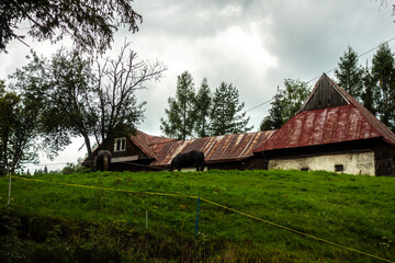 Fototapeta na wymiar A horse feeds on mountain grass near an abandoned village house