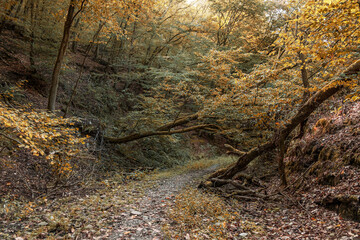 
Autumn vibe through the forest with paths and leaves on the Sunday in early October
