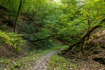 footpath in the forest