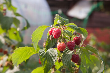 Ripe and unripe raspberry in the fruit garden. Growing natural bush of raspberry. Branch of raspberry in sunlight..