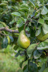 Shiny delicious pears hanging from a tree branch in the orchard..