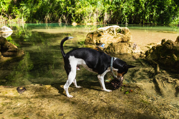 Dog Having fun playing in river in Sillans-la-Cascade, France