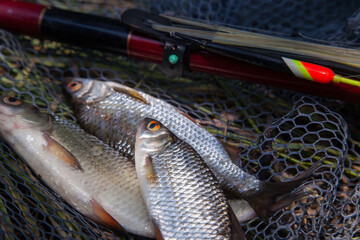 Several fish of common roach (Rutilus Rutilus) with float rod on black fishing net..