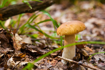 Boletus mushroom in the wild. Porcini mushroom grows on the forest floor at autumn season..
