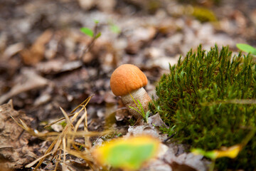 Single red boletus mushroom in the wild. Red boletus mushroom grows on the forest floor at autumn season..