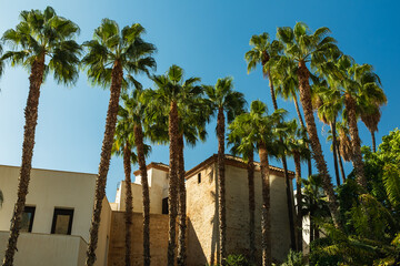 Palm tress silhouette in Málaga, Spain