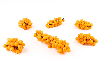 Sea-buckthorn berries branch on a white background