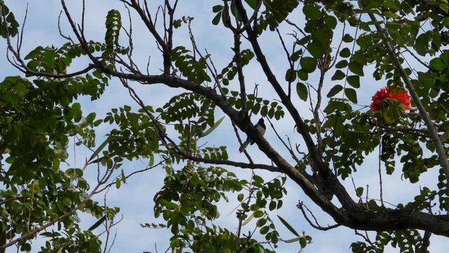 Beautiful shot of a bird sitting on branch of brownea coccinea tree with red flower under blue sky
