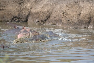 Hypo biting another hypo in the Serengeti National Park in Tanzania