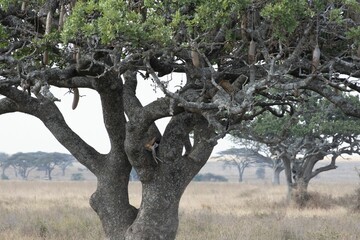 Leopards sleeping in a tree with a dead antelope in the Serengeti National Park in Tanzania