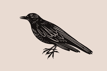Engraving impression of black cuckoo. Forest bird in style of screen printing. Element for design of postcards, books, packaging. Vector illustration on light isolated background.