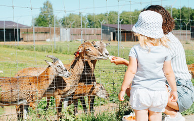 Mom and daughter at zoo farm, feeding animals outdoors. Mother and child giving food to goats outside fence