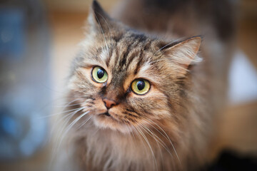 Hungry cat with green eyes looking and waiting for food