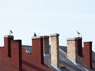 Fototapeta na wymiar brick chimney with birds