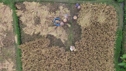 Group of Balinese women work at rice field, manually harvesting field, top-down aerial shot. They use sickle to cut cereals, then lash sheaf to separate grain. Old methods of harvest at central Bali