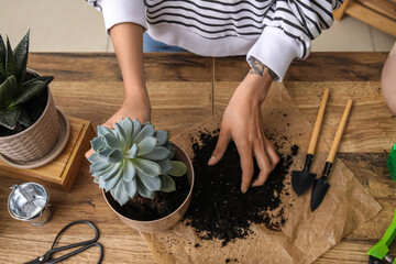 Woman transplanting succulent plant at home
